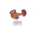 model naturalnej wielkości tylnych narządów górnej części brzucha - 3b smart anatomy - 1000309 [k22/2] 3b scientific modele anatomiczne 3